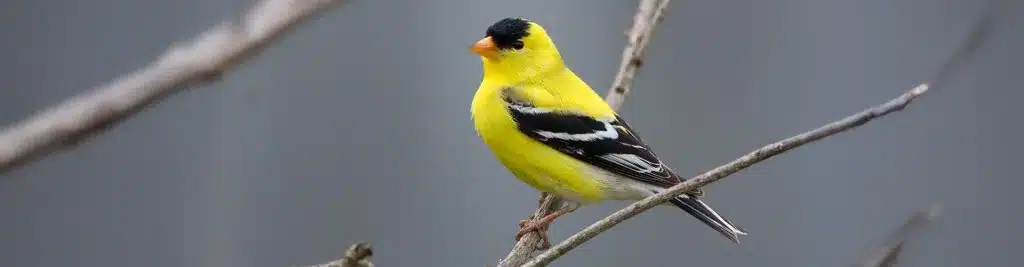 MIDDLESEX COUNTY CVB